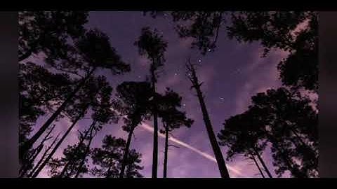 The Magic World Of Fireflies