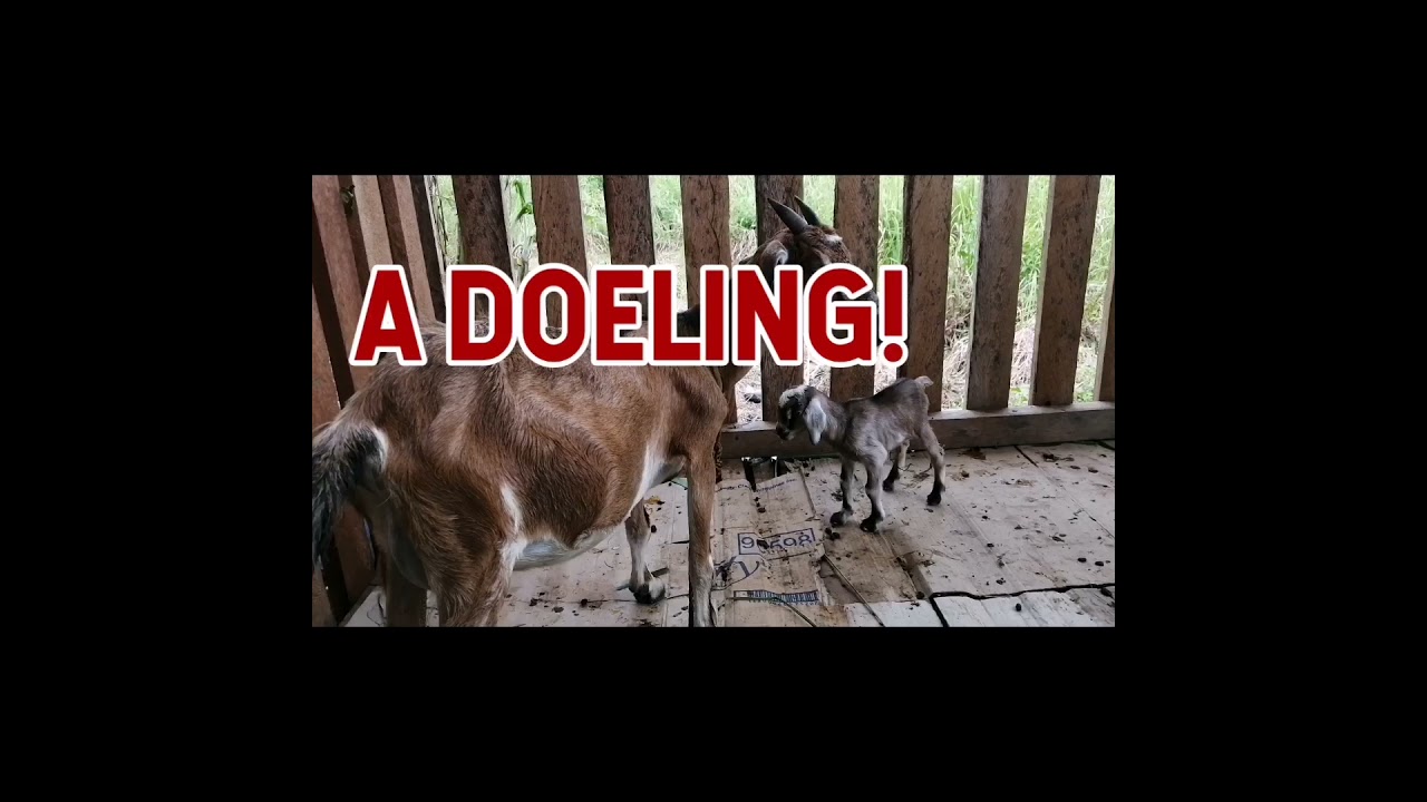 Native Goat x Saanen Doeling