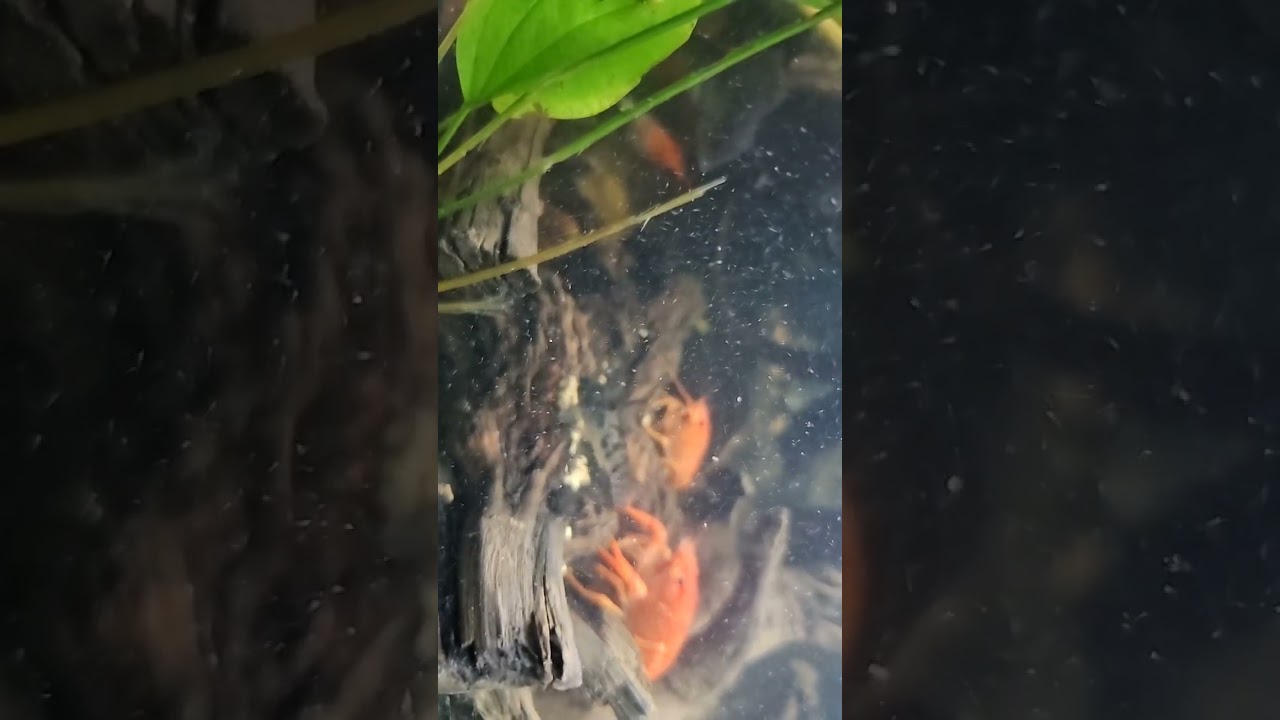 cray fish feeding on sinking pellets