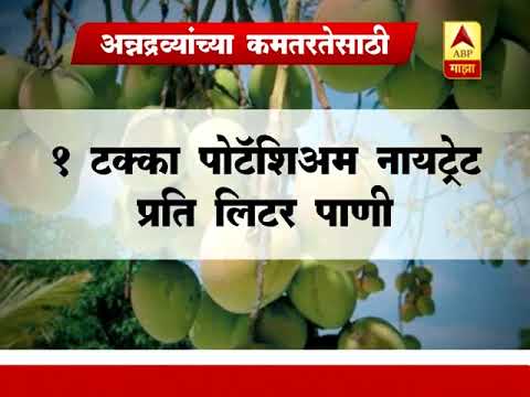 712 पीक सल्ला: आंबा झाडांची काळजी कशी घ्यावी?