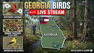 Live Georgia Field of Streams Rippling Backyard Pond Birds Blooms and Butterflies