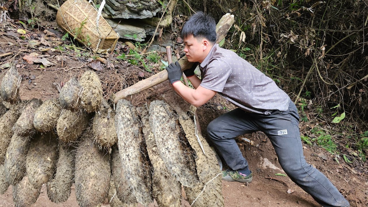 Trieu Kha and the Excavation Scene: Giant Potato Revealed