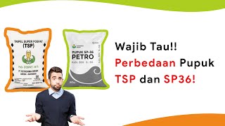 Perbedaan Pupuk TSP Dan SP36! Lebih Aman Mana?