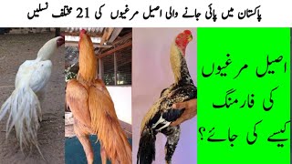 Aseel Hen 21 Famous Breeds And Types Found In Stan Aseel Murga Breeding And Farming Tips
