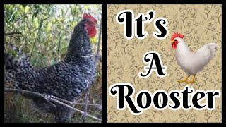 Our Cream Legbar Is A Rooster!