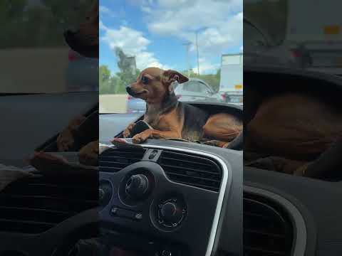 cute dog