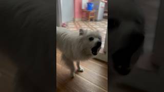 Her reaction #dog #dogsound #shortsyoutube #doglover #funny #viral #japanesespitz