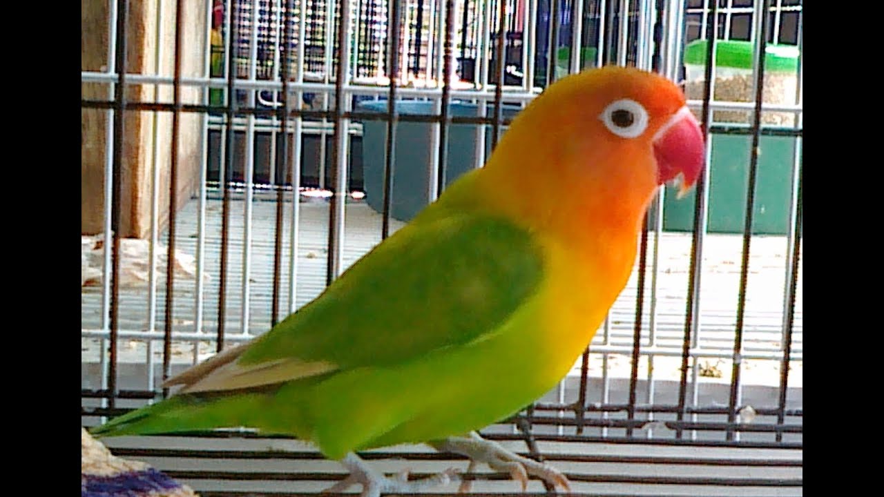  Kicau  Lovebird Kicau  Suara Burung  Lovebird Juara Gacor 