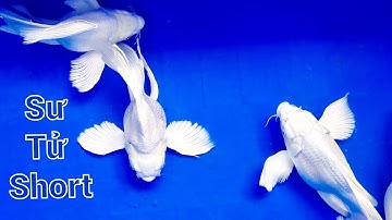 Cá Chép Sư Tử short body đủ màu sắc, Cá Chép nhập khẩu