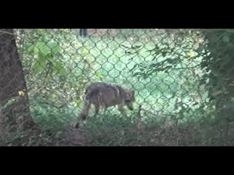 Zookeeper Personnel. Roleplay Soft Spoken ASMR