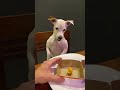 Jack russell dog wont stand for burger tease shorts dogs
