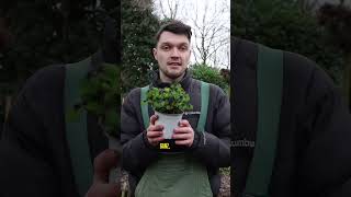 So Überlebt Sein Glücksklee