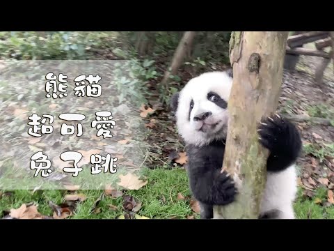 《熊貓早晚安》超可愛的熊貓兔子跳 | iPanda