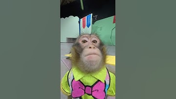 猿の究極芸！MONKEY MIRACLE JUMP!!!!