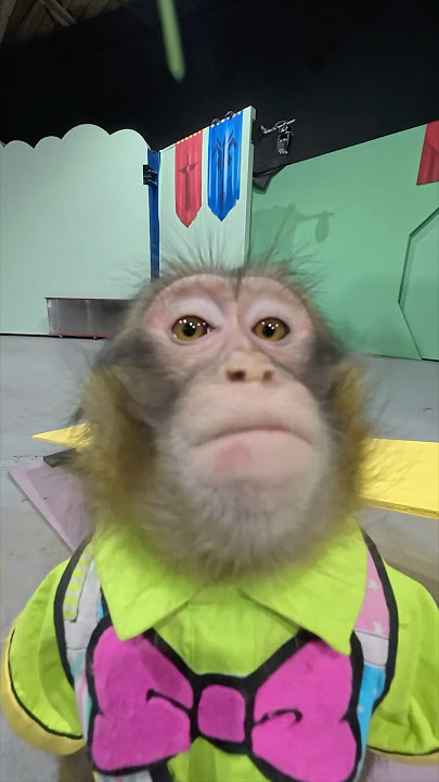 猿の究極芸！MONKEY MIRACLE JUMP!!!!