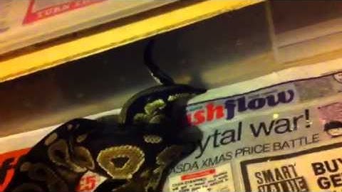 Ball python lock up