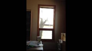 Dumb Robin hits window continuously