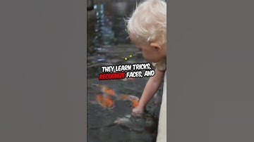 Goldfish: The 3-Second Memory Myth Busted #GoldfishFacts #MythBusted#Goldfish #AnimalFacts