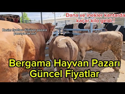 Bergama Hayvan Pazarı Güncel Fiyatlar/Kesim fiyatları düşüyor/Kantarda danalar kaçar kilo geldi.🐂🐑