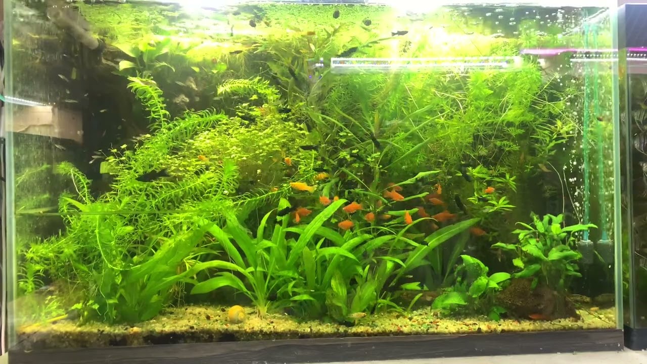 Основные болячки живородящих рыбок и как их лечить и выявлять ?