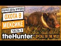 theHunter Call of the Wild #3 🦃 - САМАЯ ТРОФЕЙНАЯ ОХОТА! - НАШЕСТВИЕ МЕКСИКАНСКИХ СВИНЕЙ! (2021)