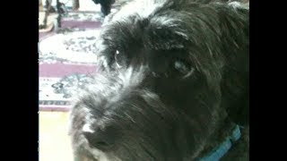 DO DOGS LOVE PIZZA?