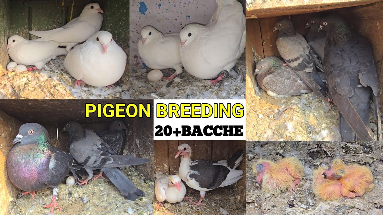 First Pigeon Breeding Progress in 2026 || Best Breeding Progress 🐣 || iss Bar Dil Khush Ho Gaya 