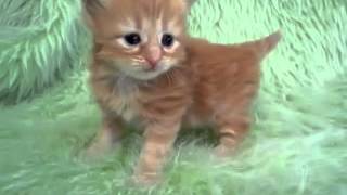 #1211132ちゃん　ノルウェージャンフォレストキャット