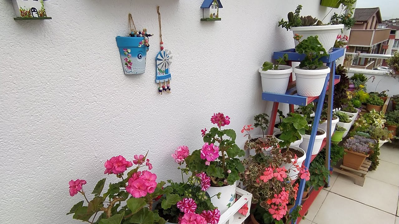 Balkonumdaki Sukulentler.Sedumlar ve çiçek açan echeveria lar.