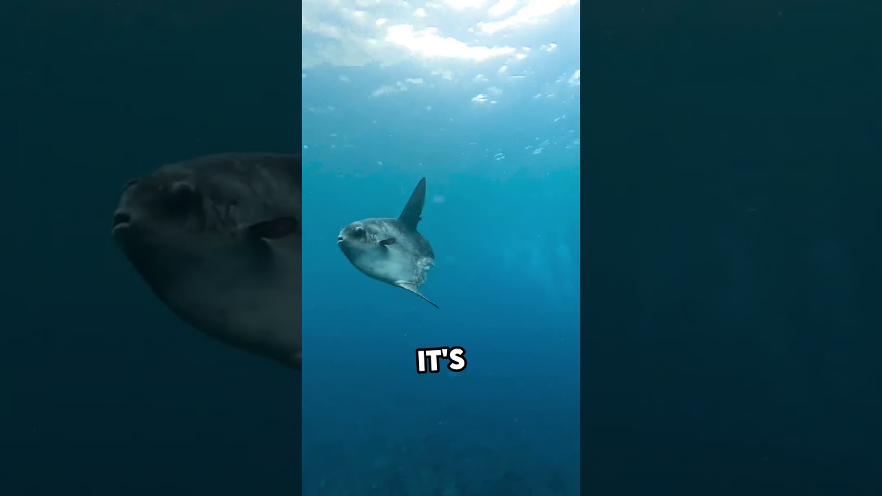 What Makes The Ocean Sunfish So Strange?