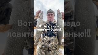 Вот на что надо ловить щук осенью!!! заказывал приманки на master-fish.kz 👍 #рыбалка  #щука