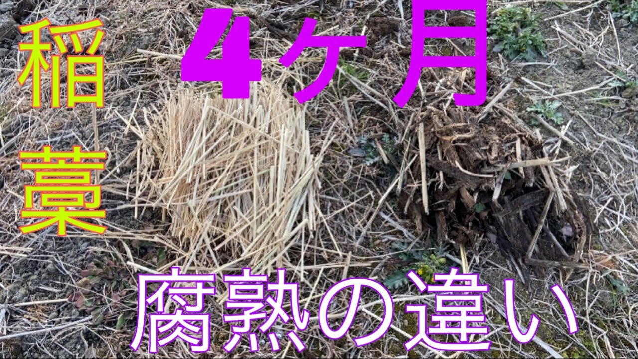 秋起こし後4ヶ月、稲藁腐熟具合