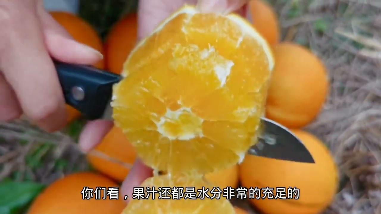 最后一批赣南脐橙，全部用保鲜袋套好发，赶紧囤货别错过