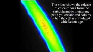 Cell stimulation with QMR technology (cell regeneration)