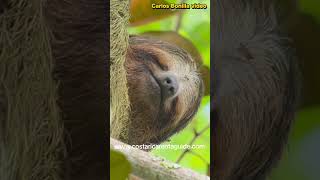 Brown-throated Three-toed Sloth