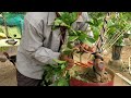 Kỹ thuật uốn mai bonsai khi cành quá to (Tâm bonsai)