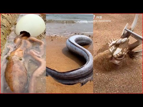 Catching Seafood 🦐🦀 Deep Sea Octopus (Catch Crab, Catch Fish) - Tik Tok #24