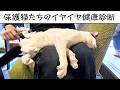 保護猫たちのイヤイヤ健康診断・３月号