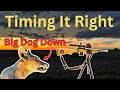 Hunting problem wild dogs part 2 when the timing is perfect