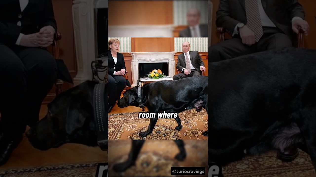 Why Did Vladimir Putin Bring His Dog Koni to a Meeting with Angela Merkel?#putin #dog #doglover