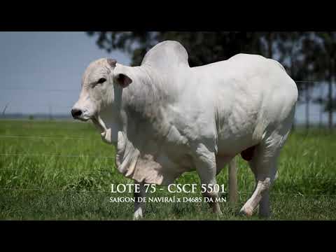 LOTE 75   CSCF 5501