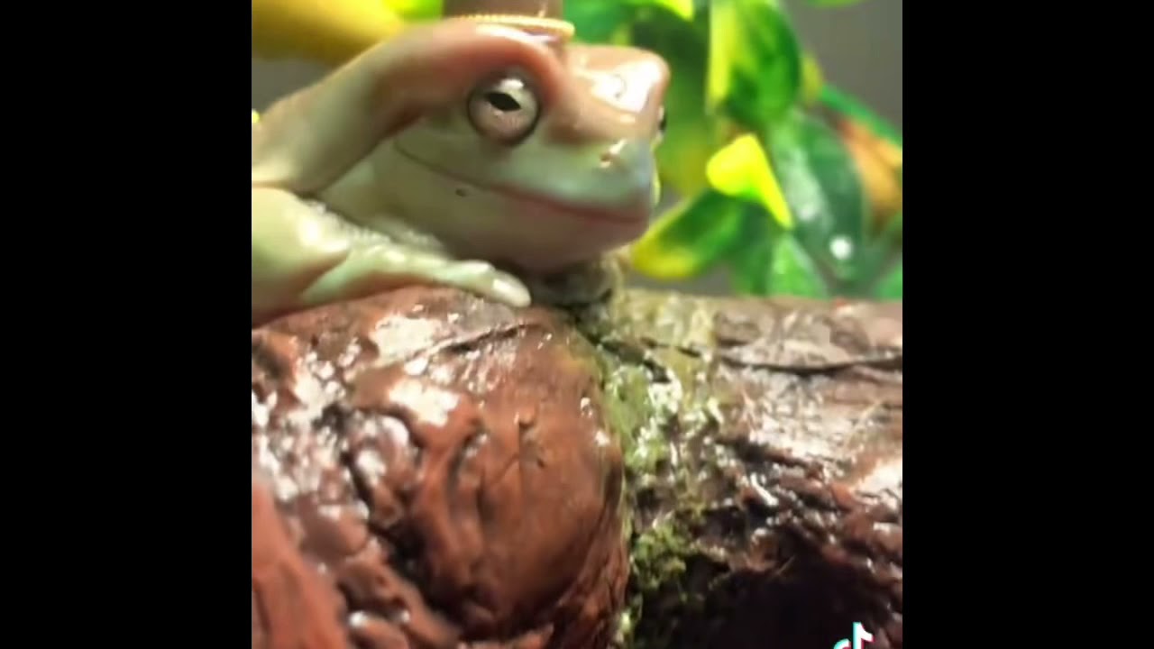 KING JULIO THE FROG COMPILATION