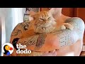 Abandoned Cat Who Was Found In Parking Lot Loves To Cuddle With His Dad Now | The Dodo Cat Crazy