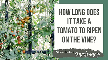 Jak dlouho trvá dozrávání rajčat, když začnou růst?