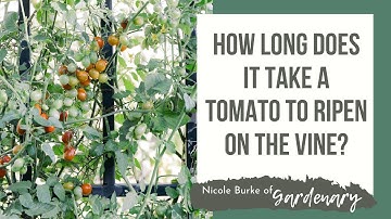 How Long Does It Take a Tomato to Ripen on the Vine?