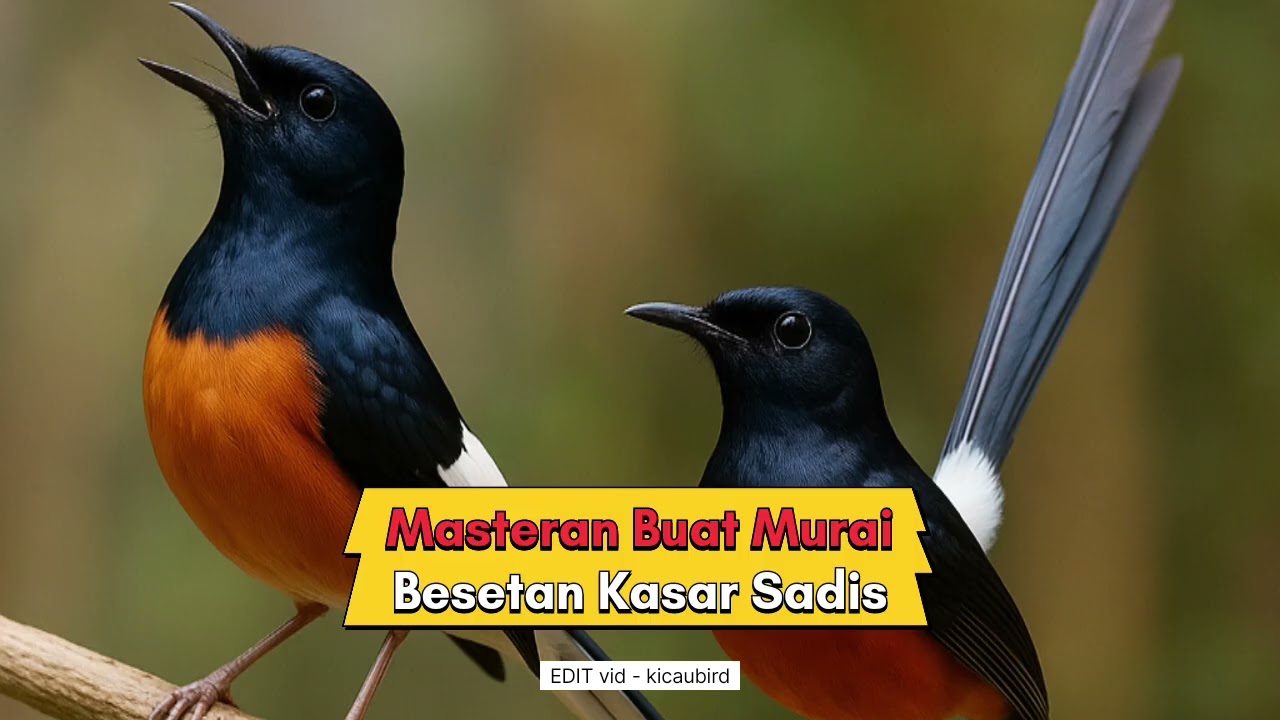 Masteran Murai batu Besetan Kasar Sadis #muraibatu #masteranmurai