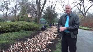 In the Garden with Dave Forehand: Planting Tulips for Dallas Blooms