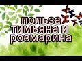 пряные лекарственные травы в огороде розмарин, тимьян свойства и применения