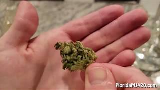 Mango Haze 20 7 THC Flower by Liberty Health Sciences - Florida Medical Marijuana Reviews