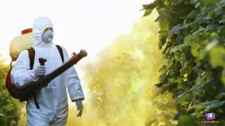What To Look When Choosing a Pest Control Company